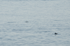 Tursiops truncatus ponticus