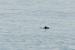 Tursiops truncatus ponticus