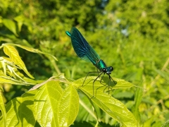 Calopteryx splendens