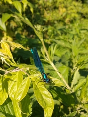 Calopteryx splendens