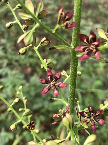 Melanthium woodii (J.W.Robbins ex Alph.Wood) Bodkin