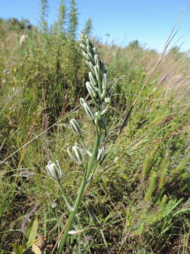 Albuca kirkii image