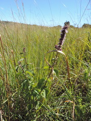 Platostoma rotundifolium