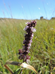 Platostoma rotundifolium