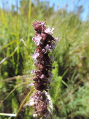 Platostoma rotundifolium