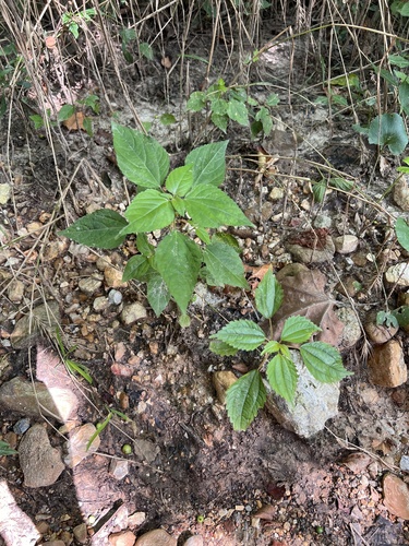 Image of Acalypha deamii by (c) Nathan Aaron, some rights reserved (CC BY)