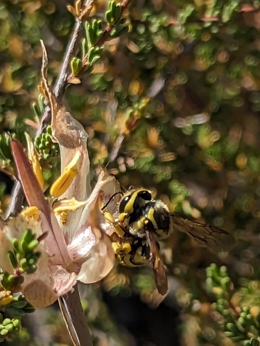 Illustrated Woolcarder Bee photo 4