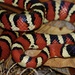 Chihuahuan Mountain Kingsnake - Photo (c) Yinpeng Zhang, some rights reserved (CC BY-NC), uploaded by Yinpeng Zhang