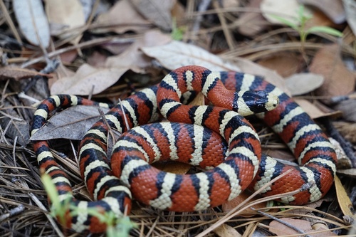 Chihuahuan Mountain Kingsnake