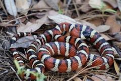 Chihuahuan Mountain Kingsnake photo 3