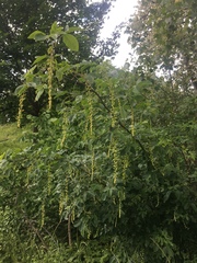 Laburnum anagyroides