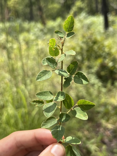 Image of Desmodium marilandicum by (c) Nathan Aaron, some rights reserved (CC BY)