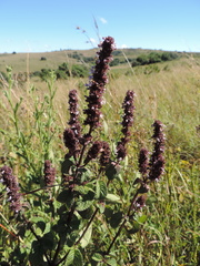 Platostoma rotundifolium