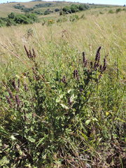 Platostoma rotundifolium
