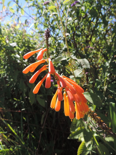 Kniphofia princeae image