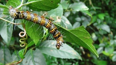 Mimeusemia vilemani