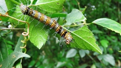 Mimeusemia vilemani
