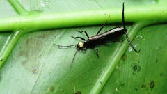 Paratimomenus flavocapitata