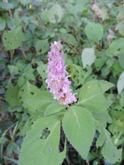 Achyrospermum cryptanthum