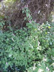 Achyrospermum cryptanthum