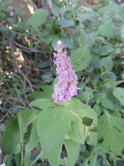 Achyrospermum cryptanthum