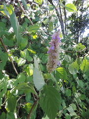 Achyrospermum cryptanthum