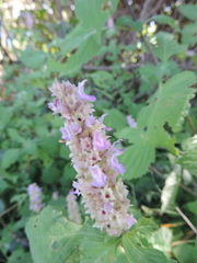 Achyrospermum cryptanthum