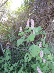 Achyrospermum cryptanthum