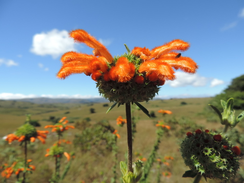Eastern Lion's Ear (Leonotis myricifolia)