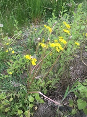 Senecio leucanthemifolius