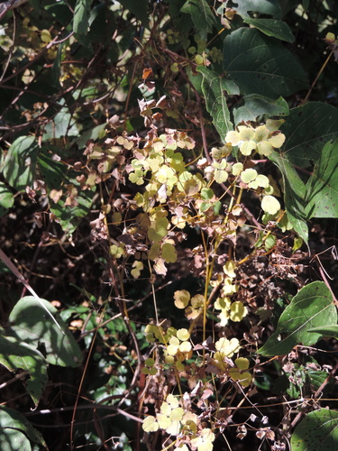 Thalictrum image