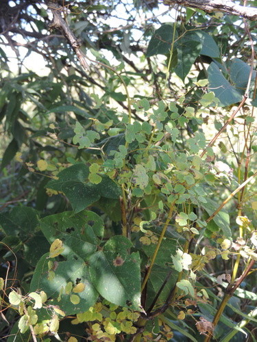 Thalictrum image