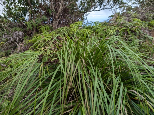 Image of Gahnia beecheyi by (c) Damien Wallace, some rights reserved (CC BY)