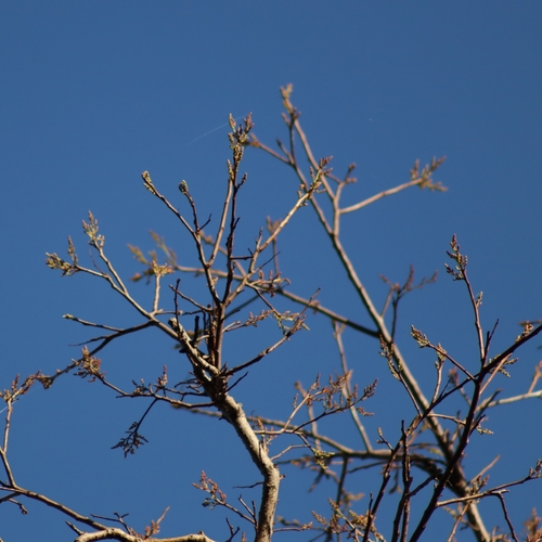 Image of Myracrodruon urundeuva by (c) Thomaz Ricardo Favreto Sinani, some rights reserved (CC BY)