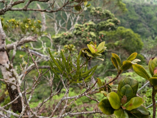 Image of Korthalsella complanata by (c) Damien Wallace, some rights reserved (CC BY)