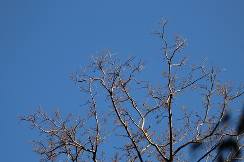 Image of Myracrodruon urundeuva by (c) Thomaz Ricardo Favreto Sinani, some rights reserved (CC BY)