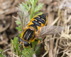 Helophilus lapponicus