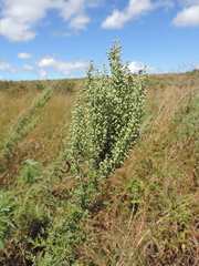 Artemisia afra image