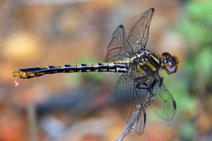 Ophiogomphus australis