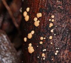 Trichoderma nothescens