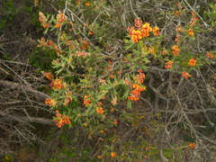 Gastrolobium polystachyum