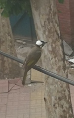 Pycnonotus sinensis sinensis