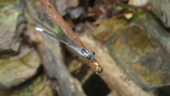 Bayadera brevicauda