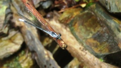 Bayadera brevicauda