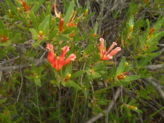 Lambertia multiflora multiflora