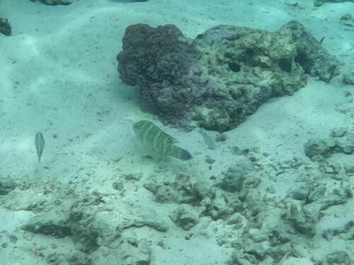 Napoleon Wrasse