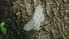 Catoria sublavaria