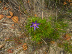 Calectasia
