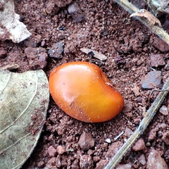 Timba (Guibourtia chodatiana)