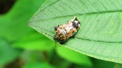 Eocanthecona concinna